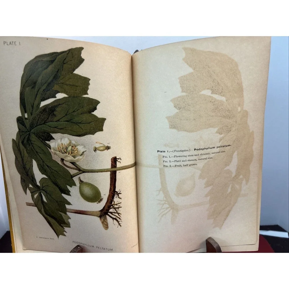 RARE A Manual of the Medical Botany of North America Laurence Johnson 1st E 1984